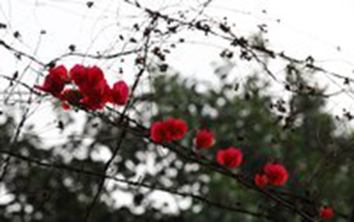教師節(jié)祝福語送導(dǎo)師