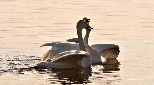 光棍節祝福語大全2018(2025年精選感人光棍節祝福語集錦135句)